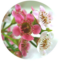 waxflower.jpg